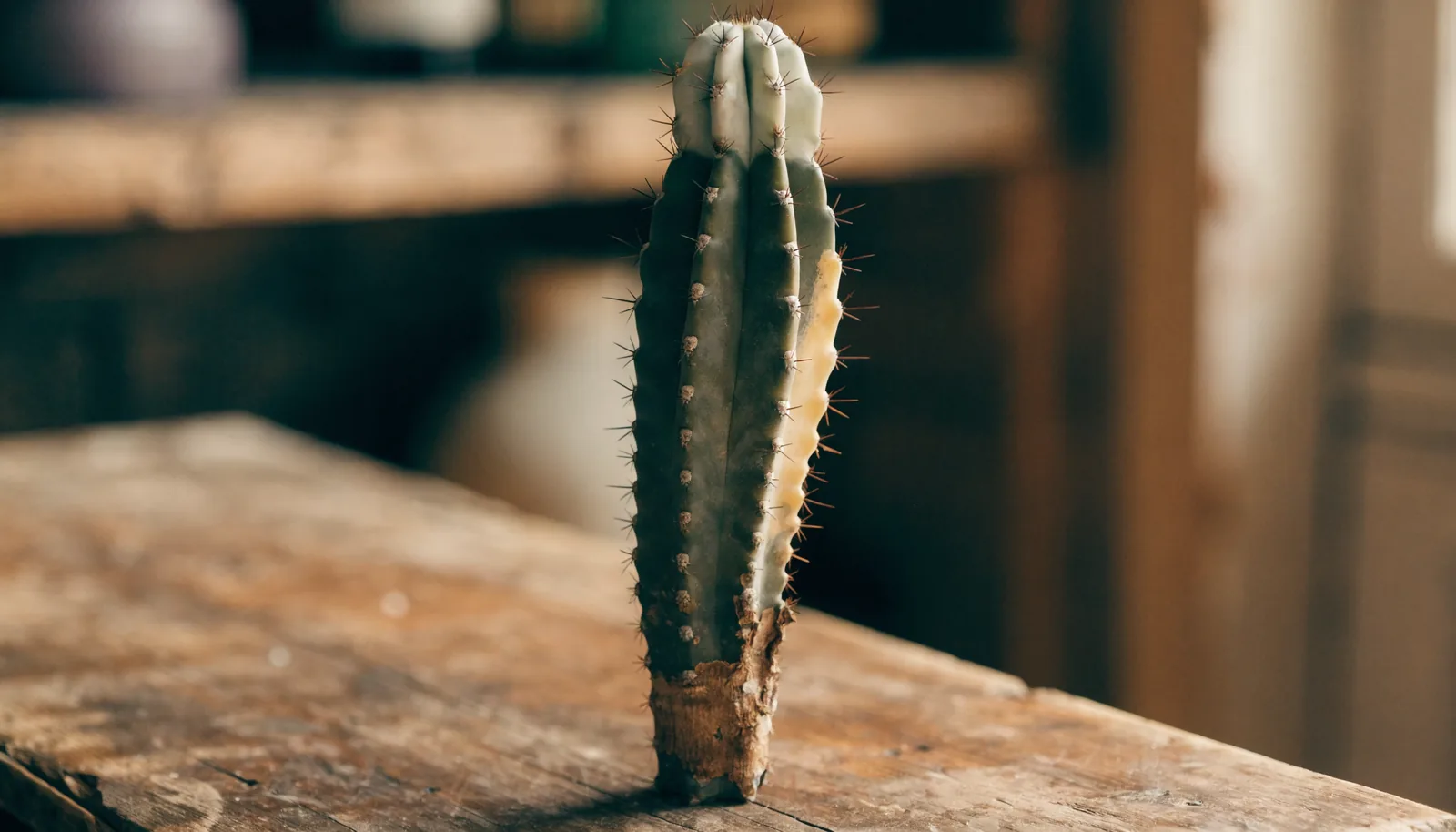 A columnar cactus showing three common first-year problems together: pale etiolated tip growth, a yellow sunburn patch and brown corking at the base