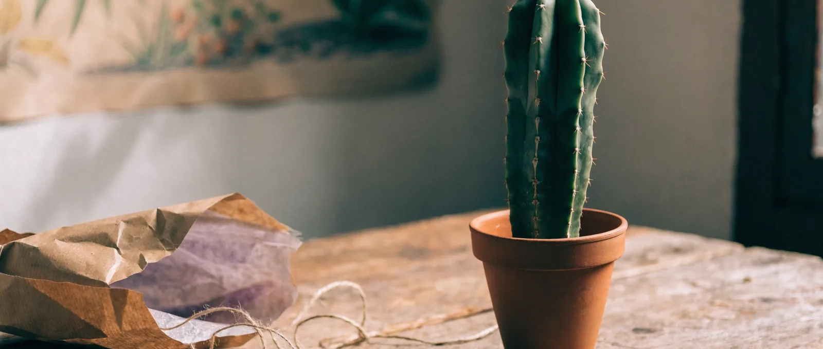 San Pedro Cactus Care: First-Year Guide for New Owners
