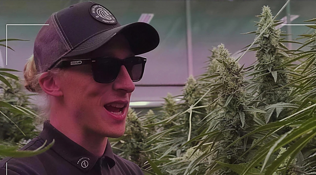 AZARIUS · Structural traits: why sturdy stems matter in cannabis breeding