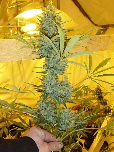 Critical Haze — image 2