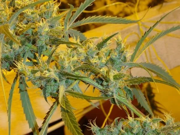 Critical Haze — image 3
