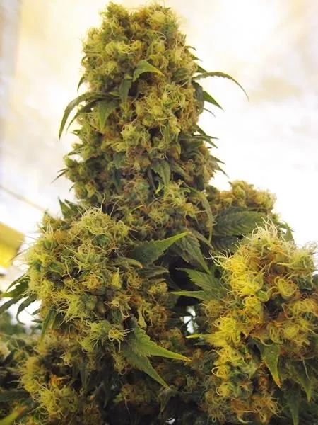 Critical Skunk — image 2