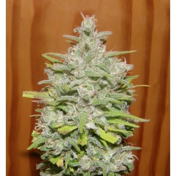 Crystal M.E.T.H. — image 3