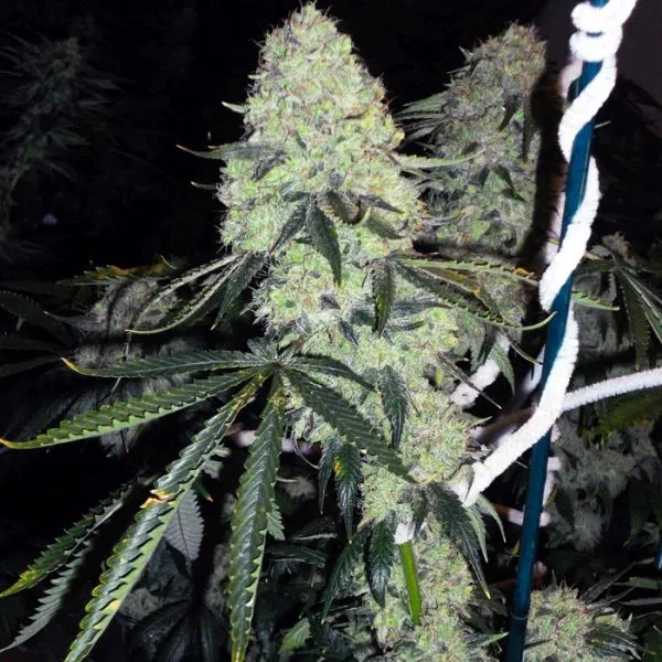 Deadhead OG