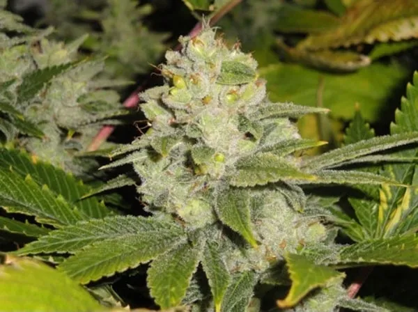 Deadhead OG — image 2