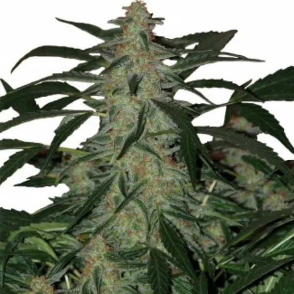 Deimos Auto