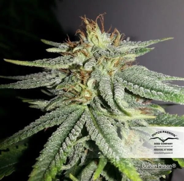 Durban Poison — image 2
