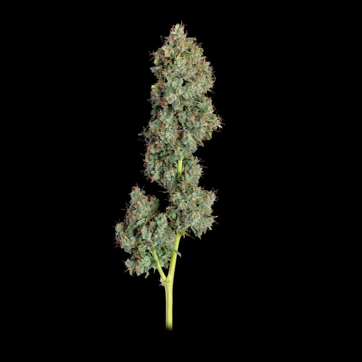 Everglades OG — image 2