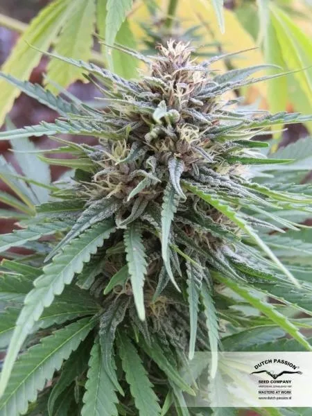 Frisian Dew — image 3