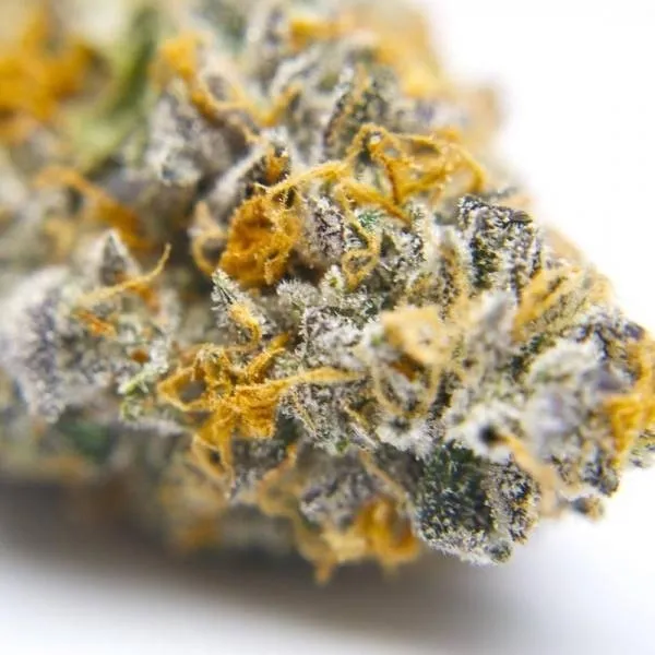 Gelato 41 — image 2