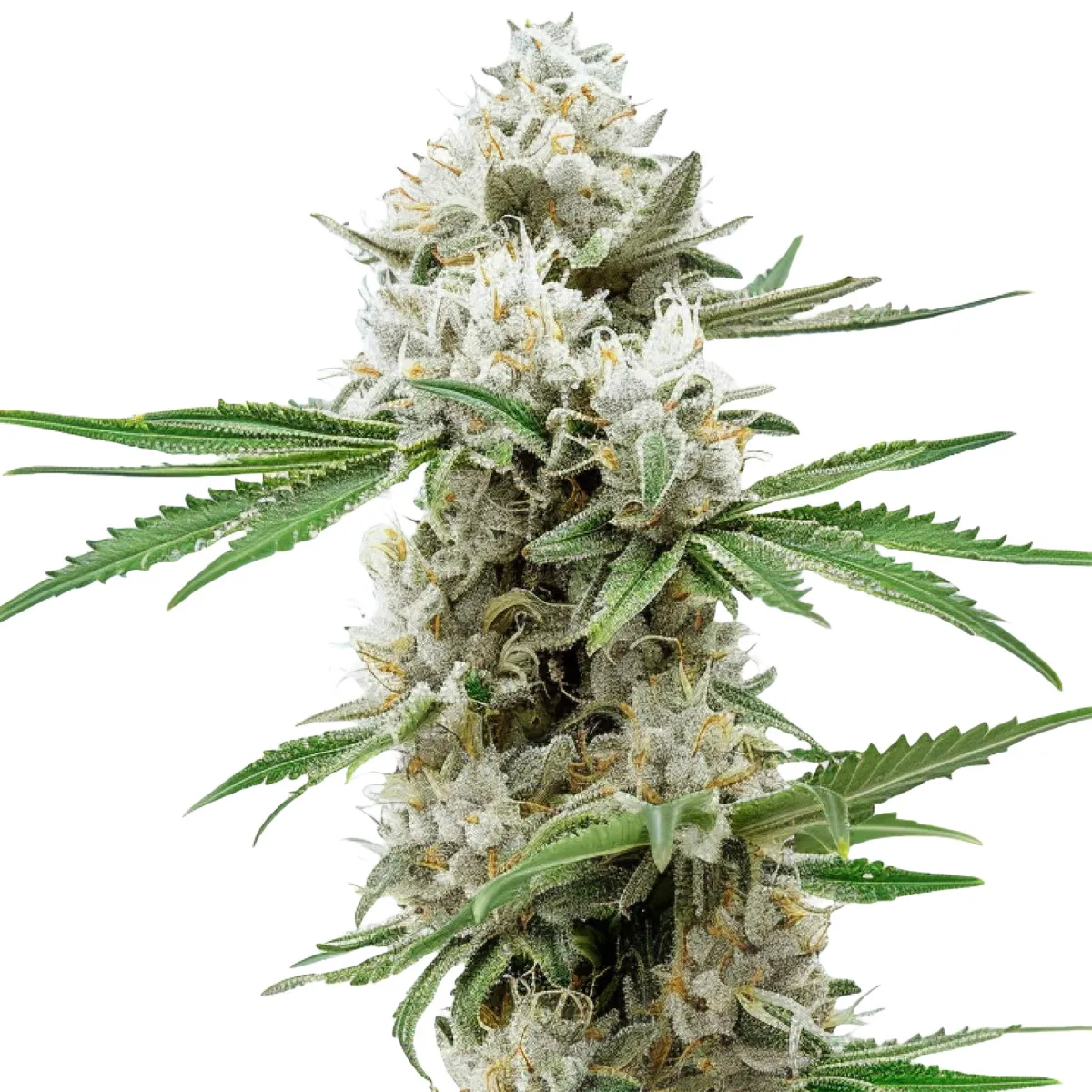 GG4 — image 2