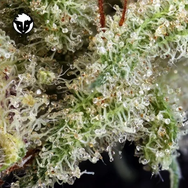 Ghost Train Haze 1 — image 2