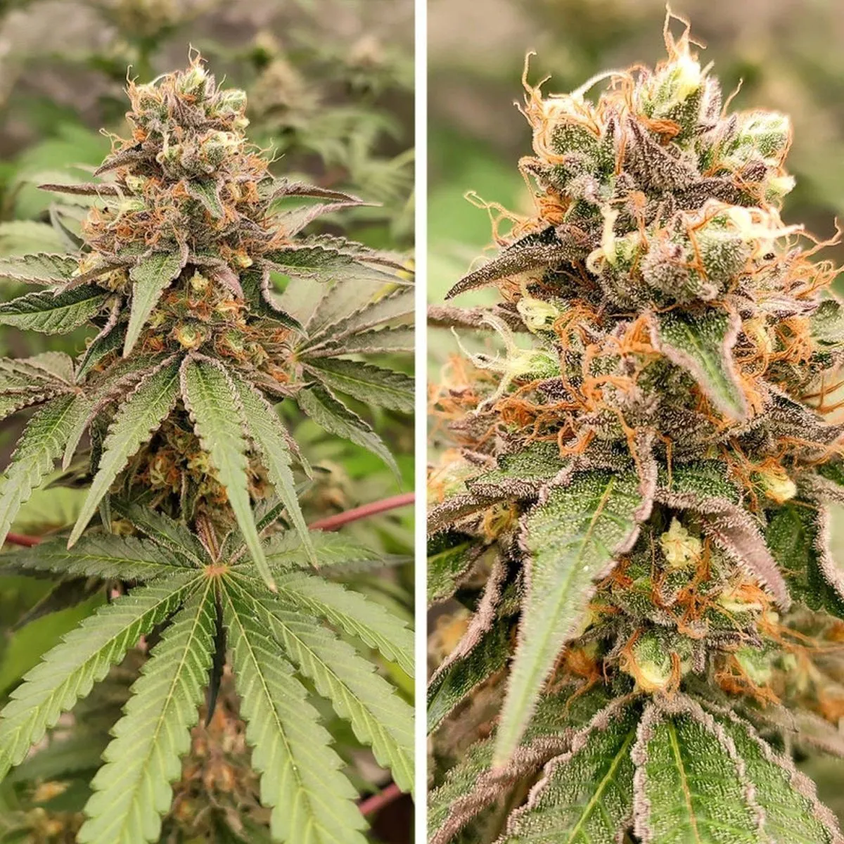 GMO Fast — image 2