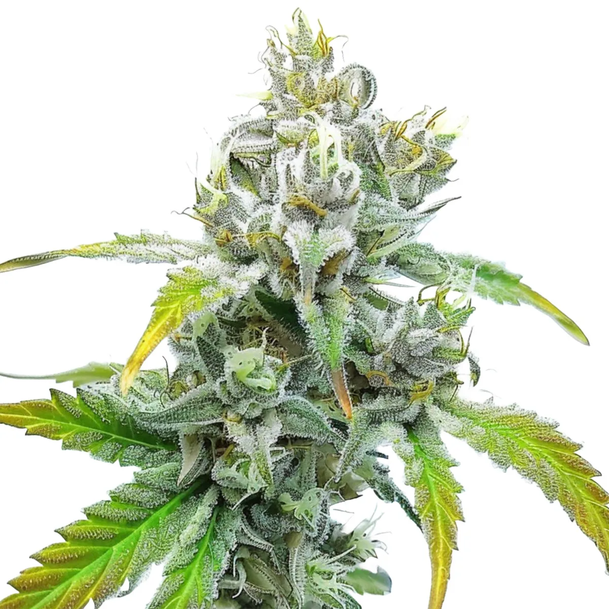 Godfather OG — image 2