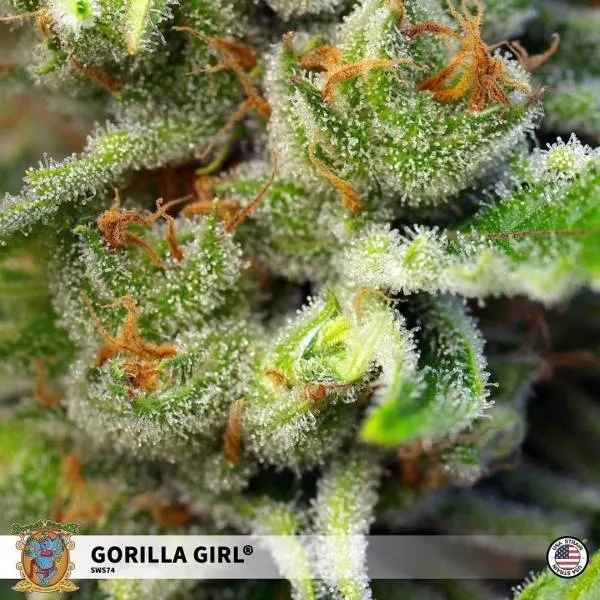 Gorilla Girl — image 2
