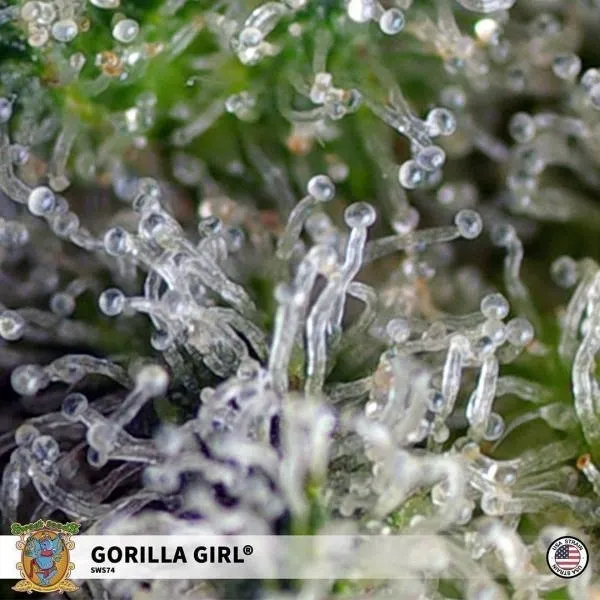Gorilla Girl — image 3
