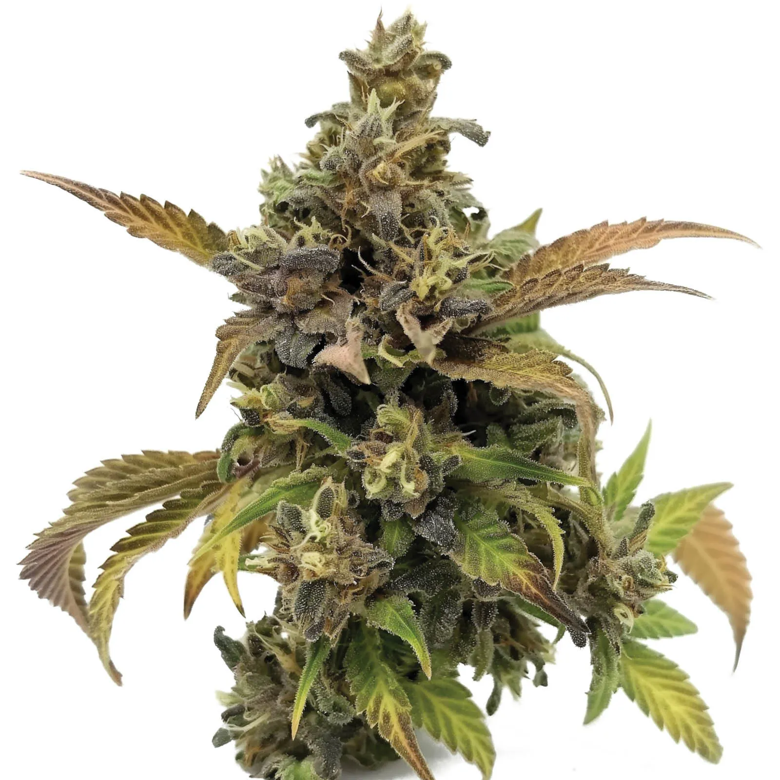Grapey McGrim F1 — image 2