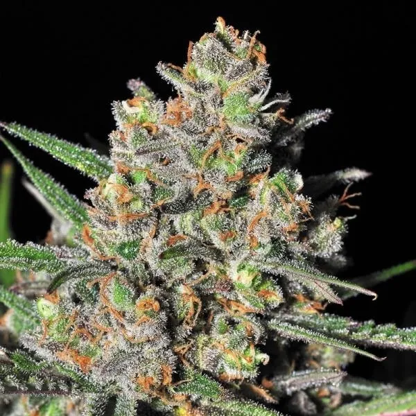 Green Love Potion — image 2