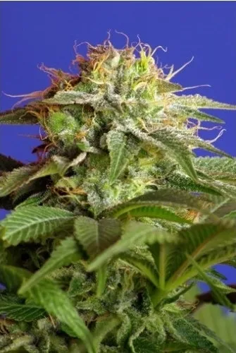 Green Poison — image 2