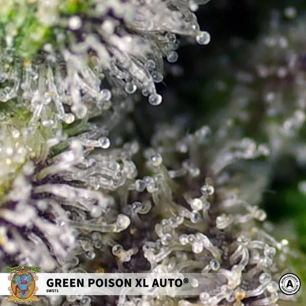 Green Poison XL Auto — image 2