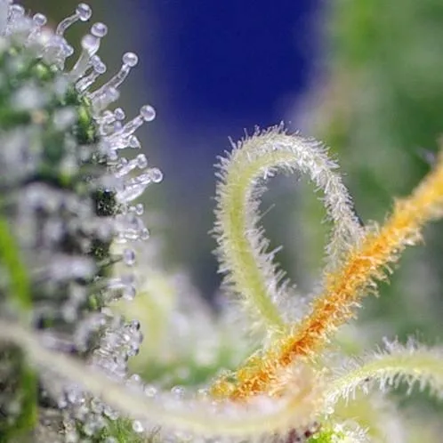 Honey Peach Auto CBD — image 3