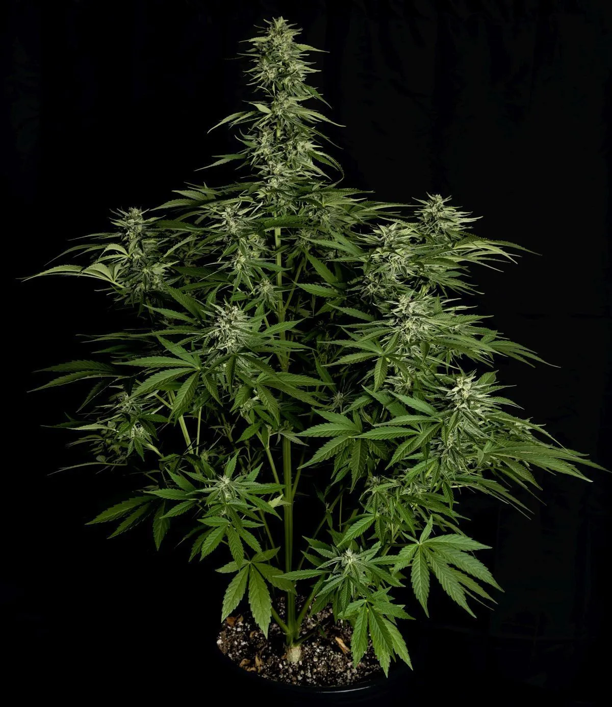 Hyperion F1 — image 3