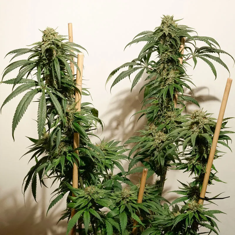 Ice Cream Haze — image 3