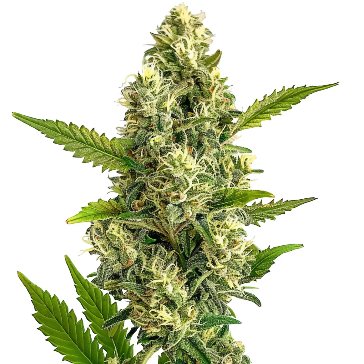 Jack Herer — image 2