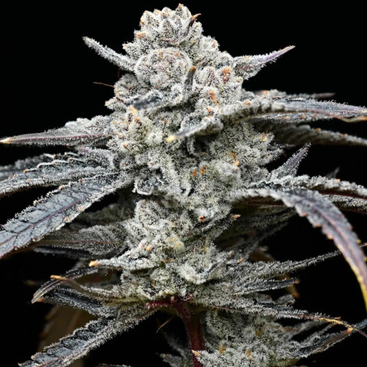 Lemon Cherry Gelato (Barney's Farm x Backpackboyz) — image 3
