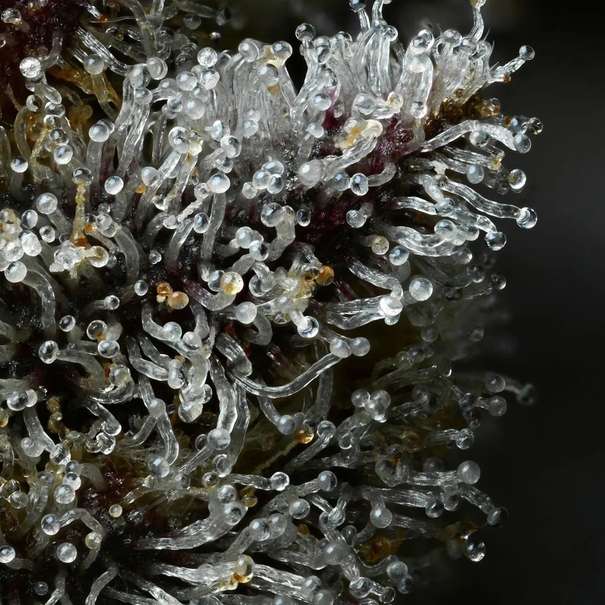 Lemon Cherry Gelato (Barney's Farm x Backpackboyz) — image 4