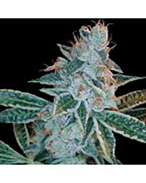 Lemon OG Kush — image 2