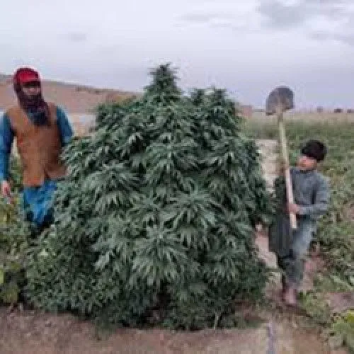 Logar — image 2
