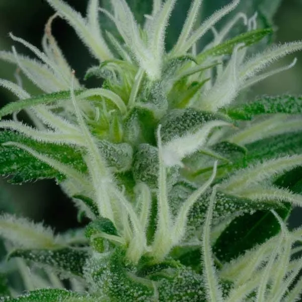 Mango Haze — image 2