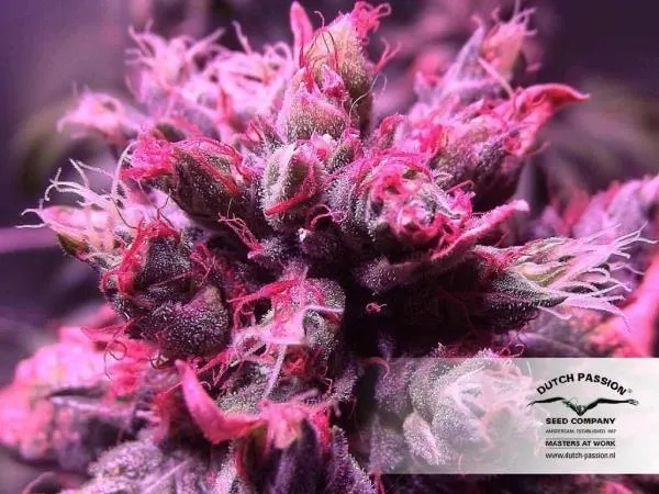 Master Kush — image 2
