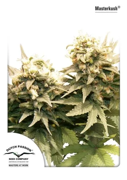 Master Kush — image 4