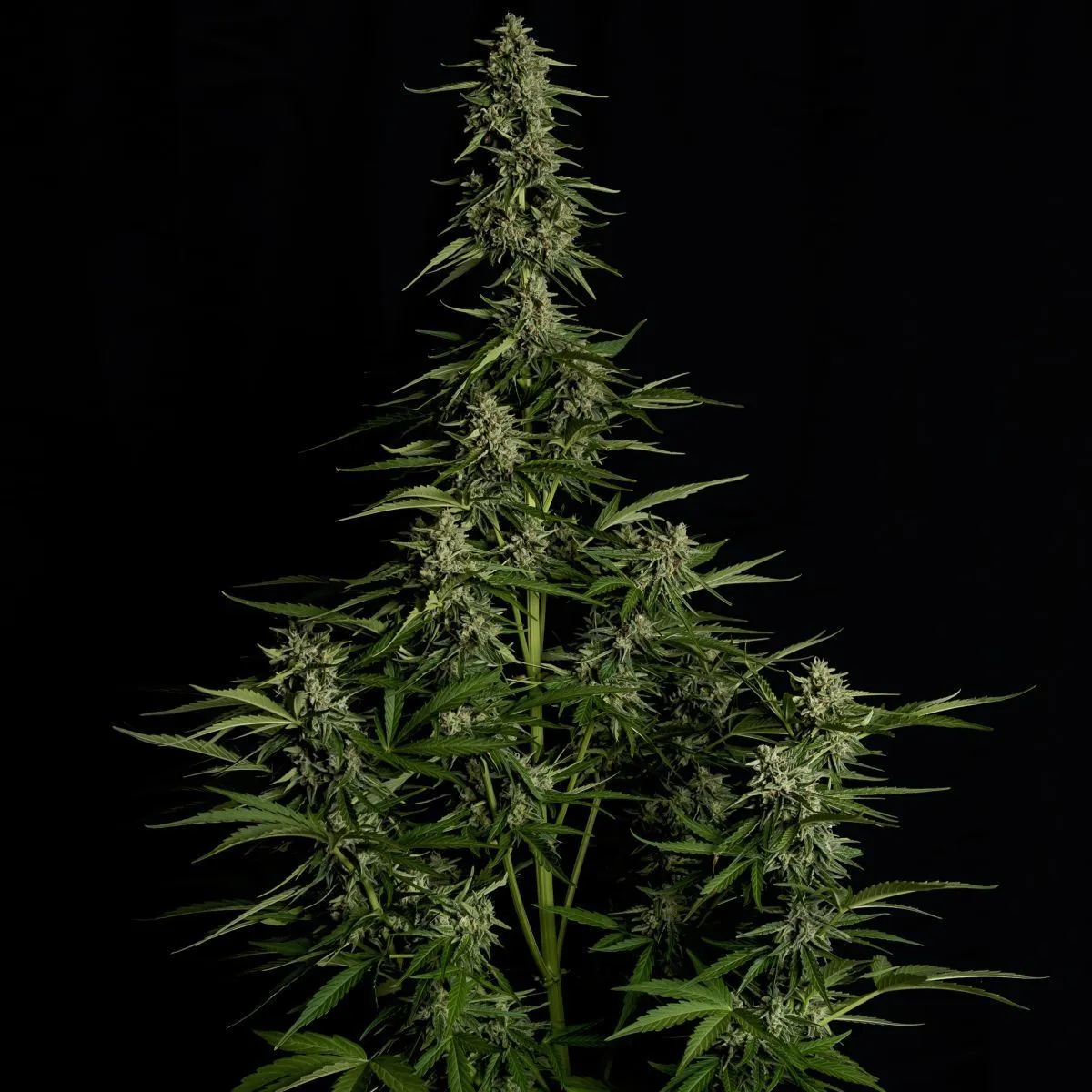 Medusa F1 — image 3