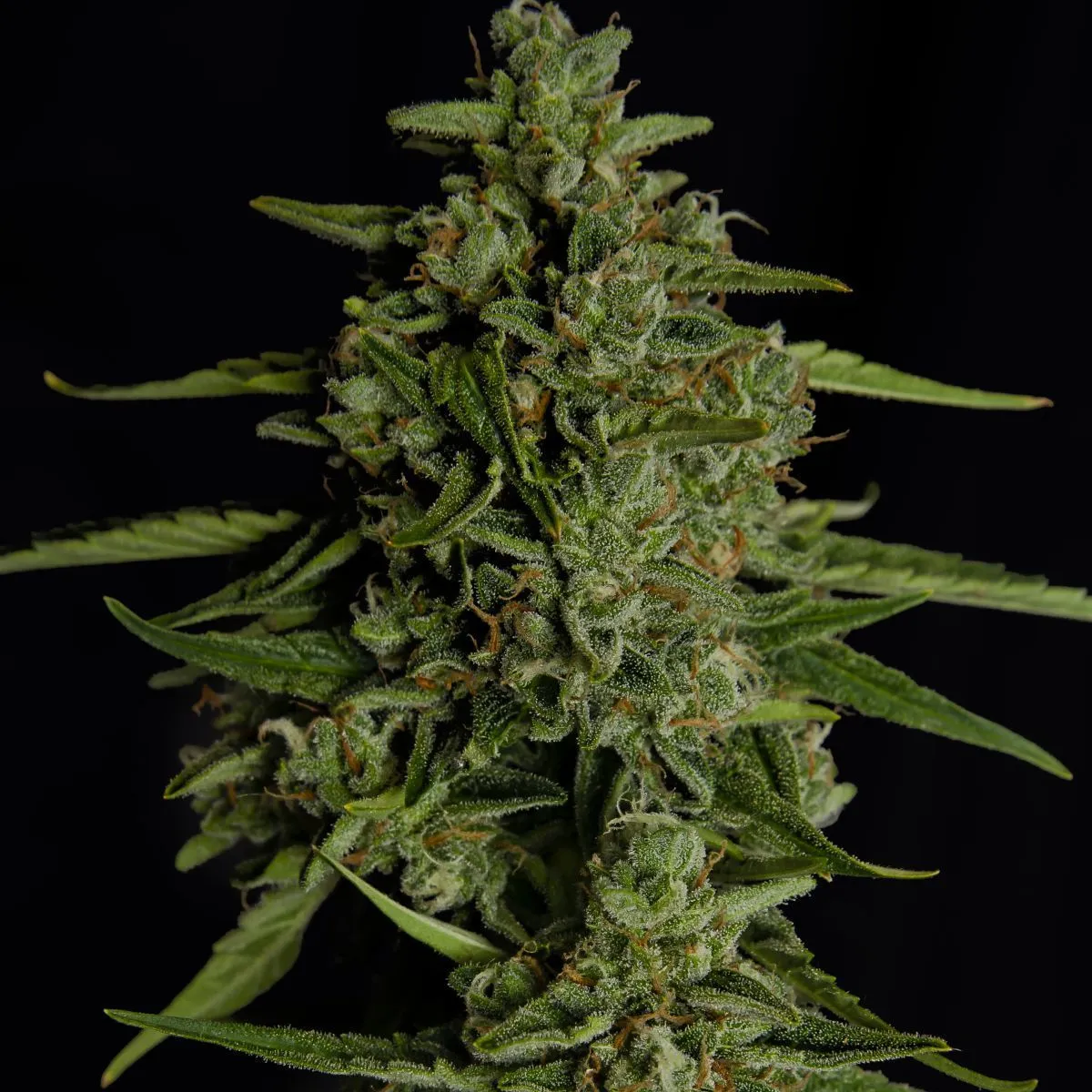 Medusa F1 — image 4