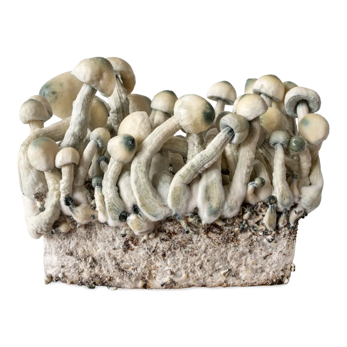 Melmac Monster Liquid Culture Syringe (Acid Shroomz) — image 3