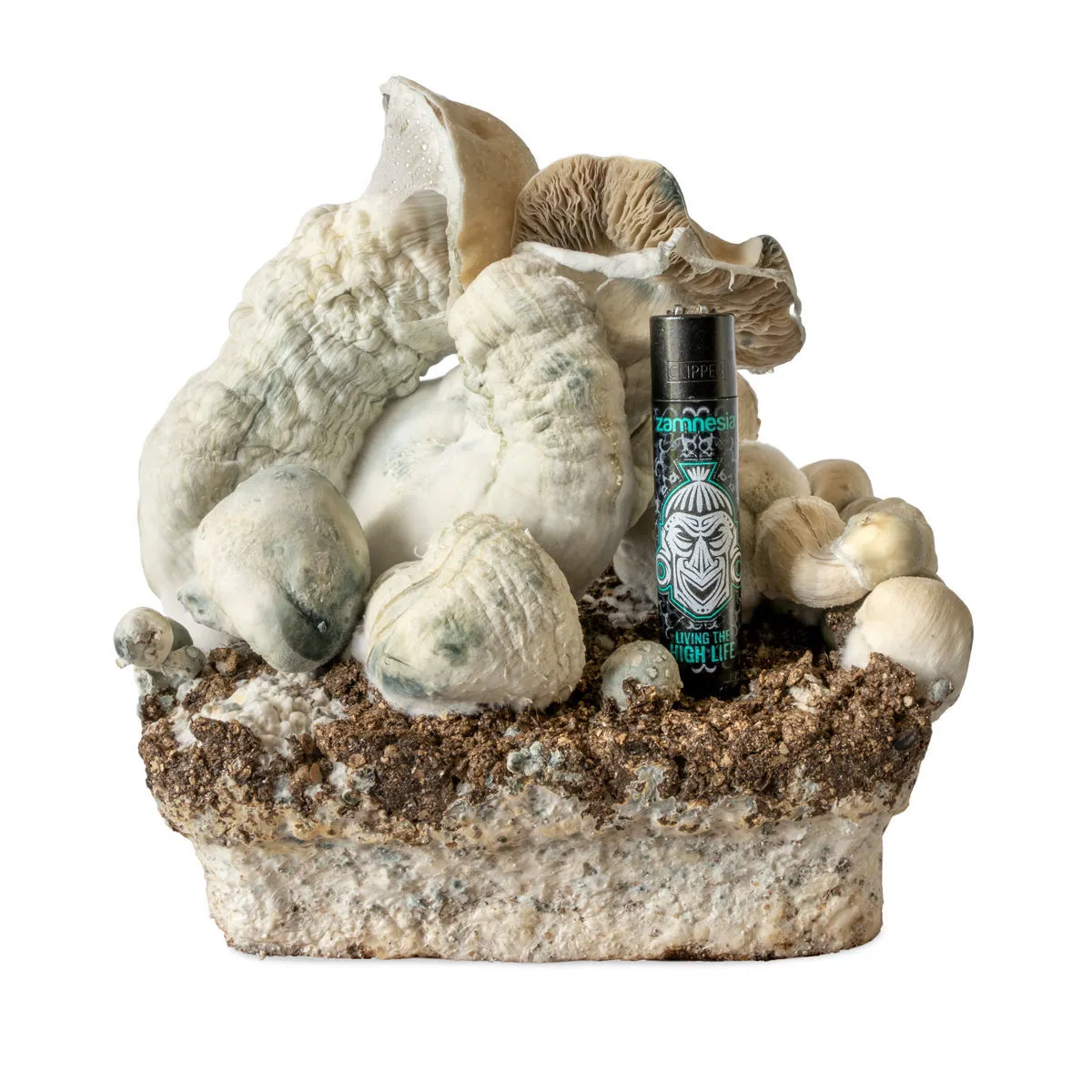 Melmac Monster Liquid Culture Syringe (Acid Shroomz) — image 4