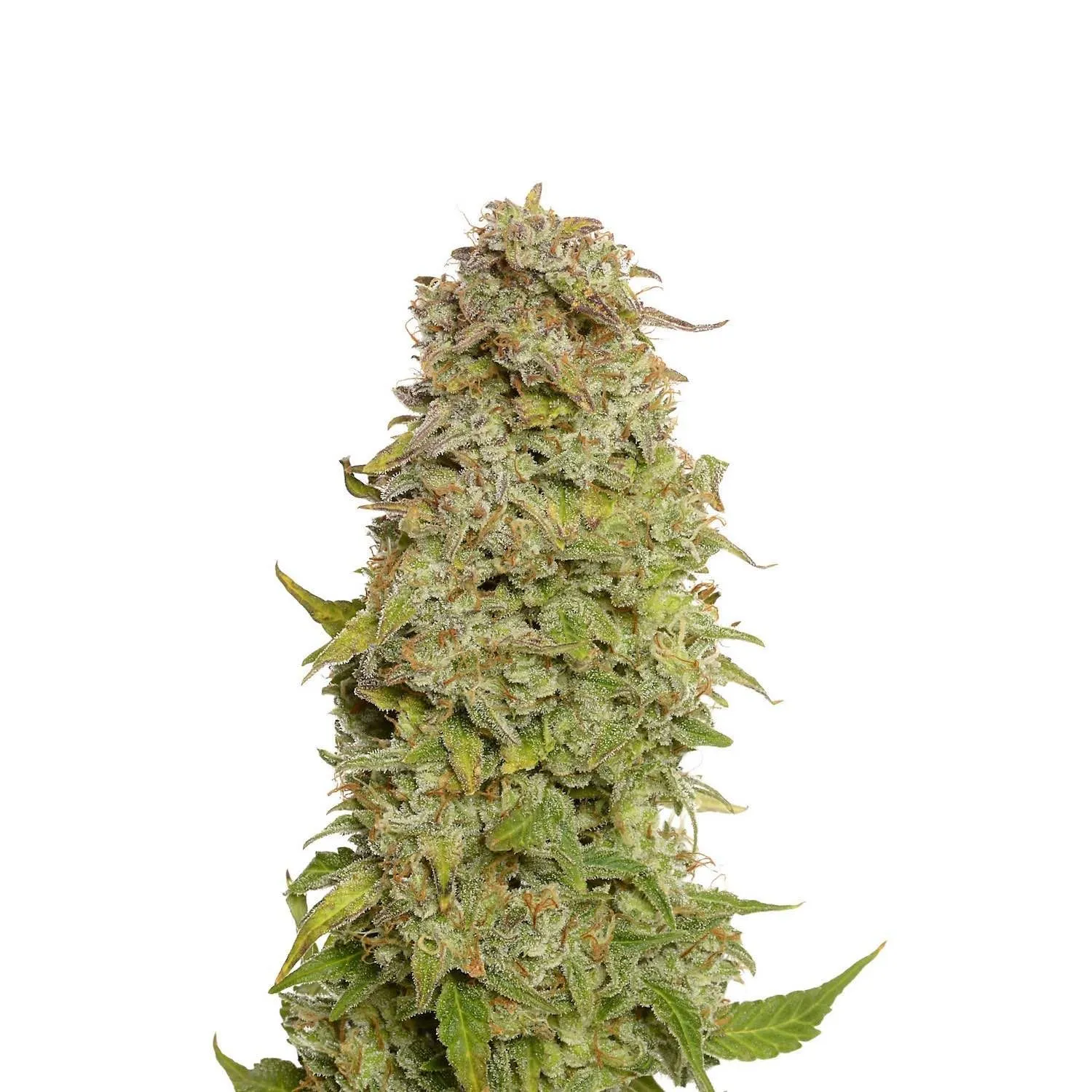 Milkshake Kush Autoflower — image 2