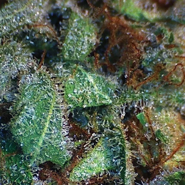 NY Diesel — image 2