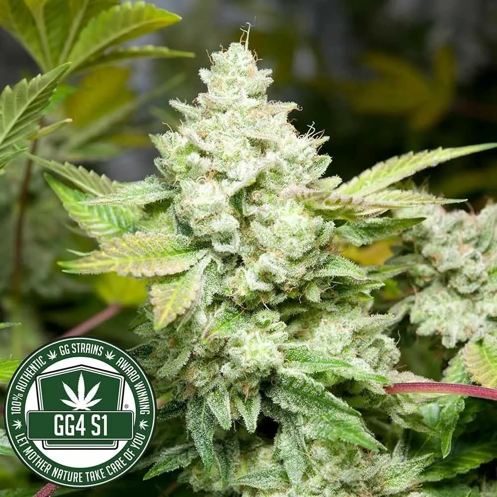 Original Glue | GG4S1 (GGStrains) — image 3