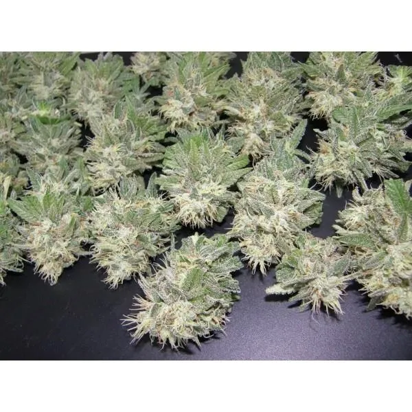 PainKiller — image 3