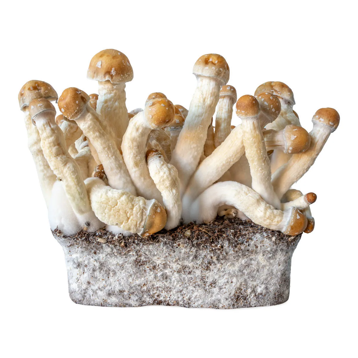 Penis Envy Liquid Culture Syringe (Acid Shroomz) — image 2