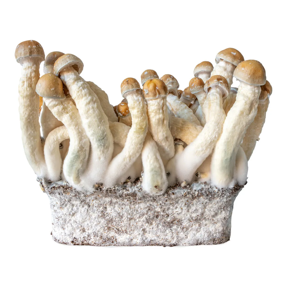 Penis Envy Liquid Culture Syringe (Acid Shroomz) — image 3