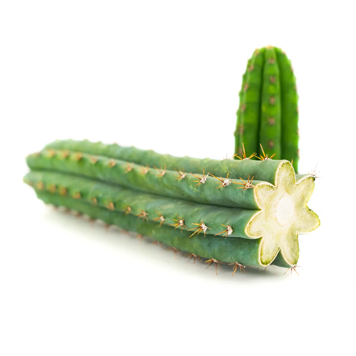 Peruvian Torch — image 2