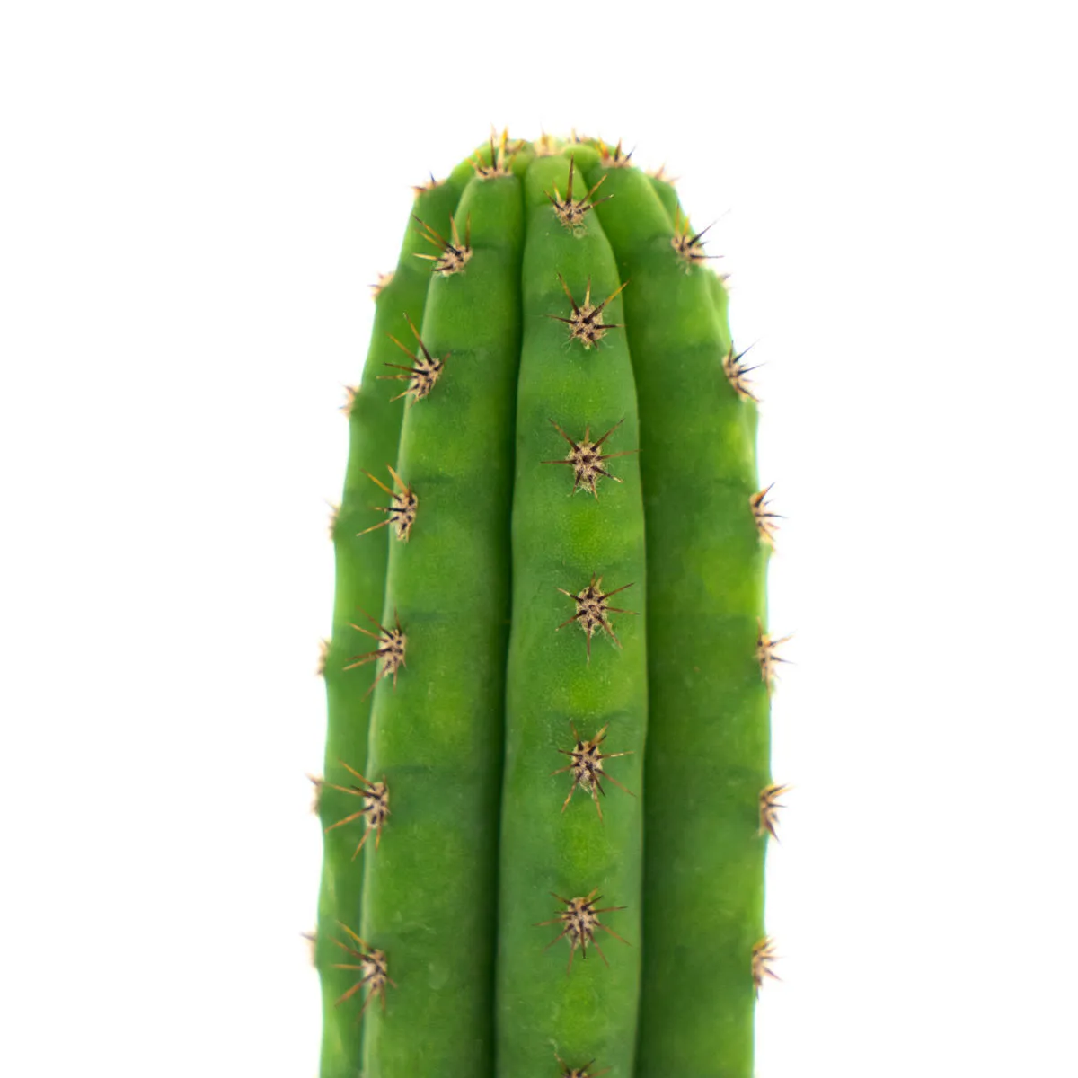 Peruvian Torch — image 3