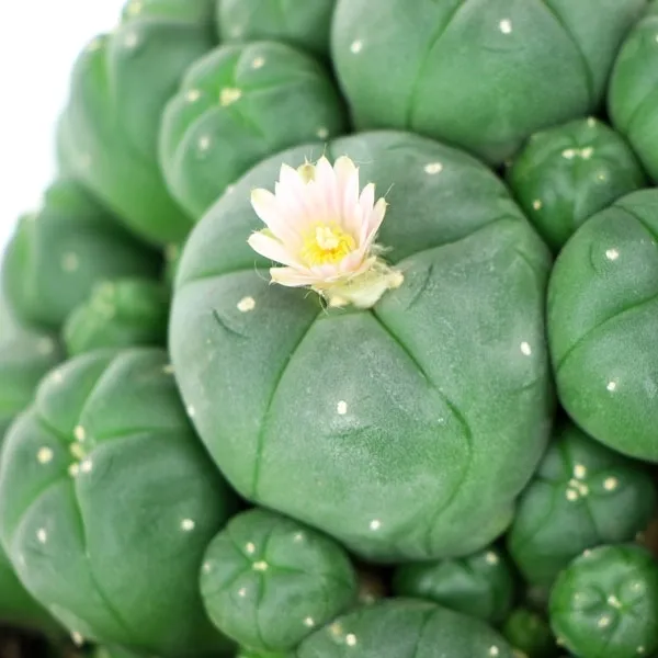 Peyote with Pups — image 2