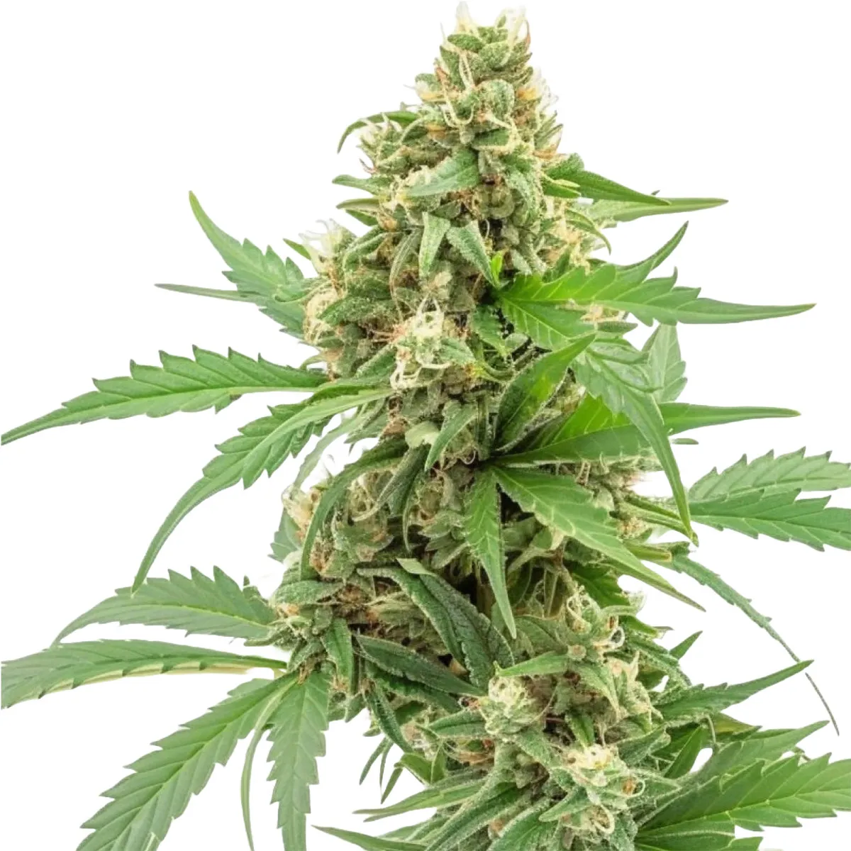 Pineapple Express — image 2