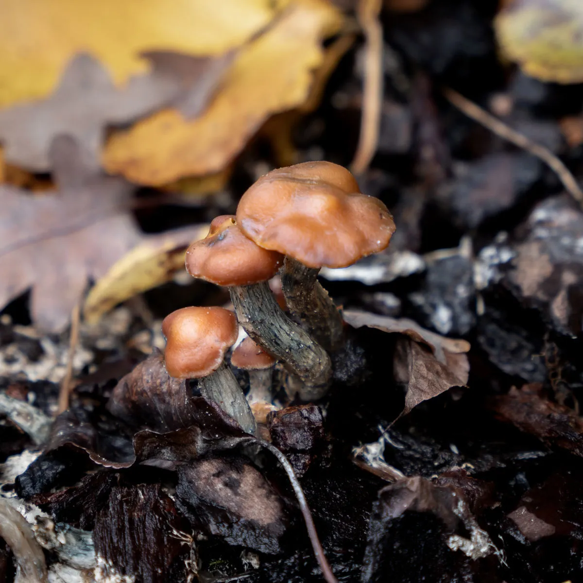 Psilocybe azurescens Liquid Culture Syringe (Acid Shroomz) — image 2